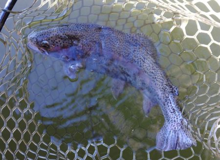 調子良く釣れる時間帯もあったが… ～大安トラウトレイク～